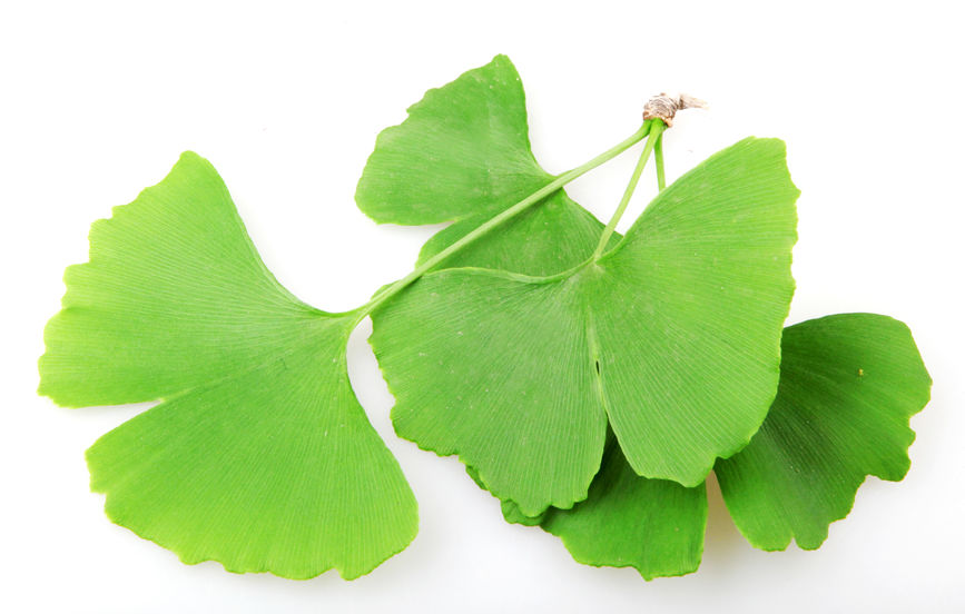 List ginkgo biloby